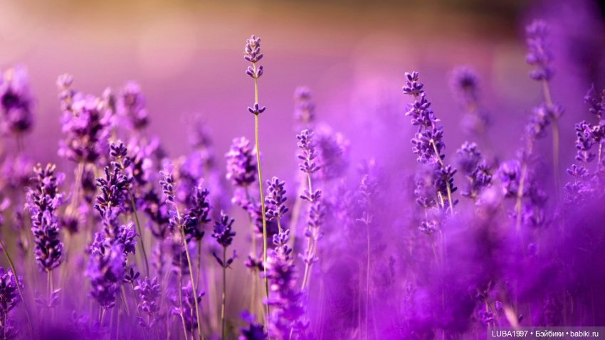 Мое сиреневое настроение - Девочка инфанта - девочка Елены Бурыгиной