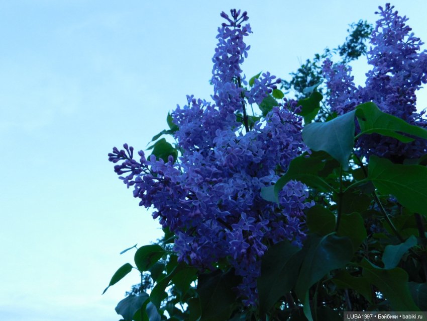 А мы вышли погулять и наряды показать