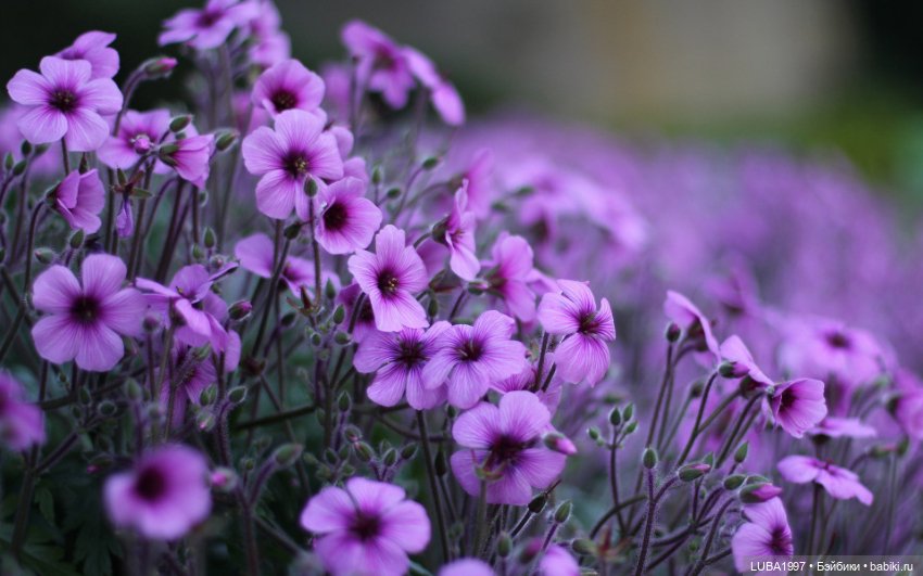 Мое сиреневое настроение - Девочка инфанта - девочка Елены Бурыгиной