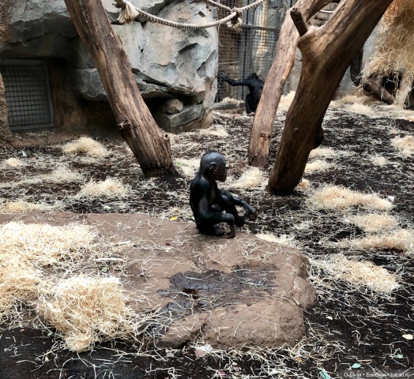 Новогоднее путешествие Санни в Германию
