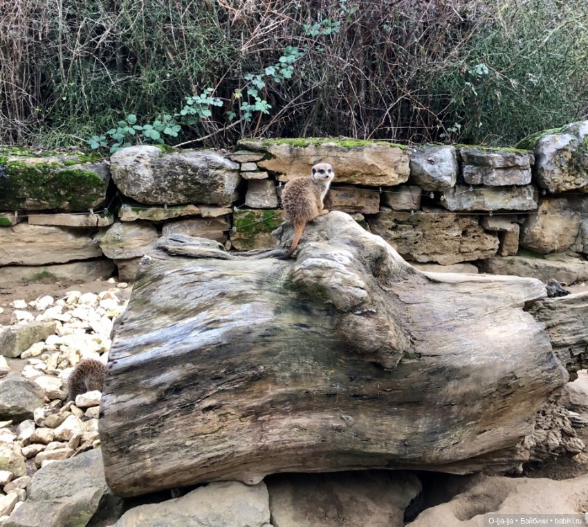 Новогоднее путешествие Санни в Германию