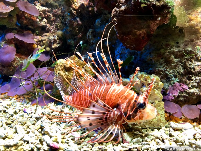 Новогоднее путешествие Санни в Германию