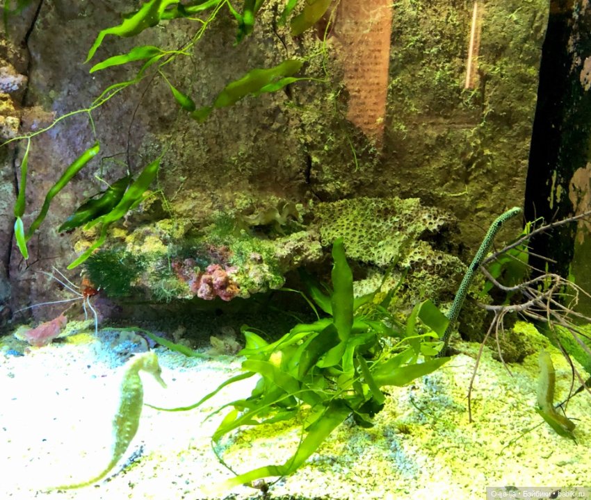 Новогоднее путешествие Санни в Германию