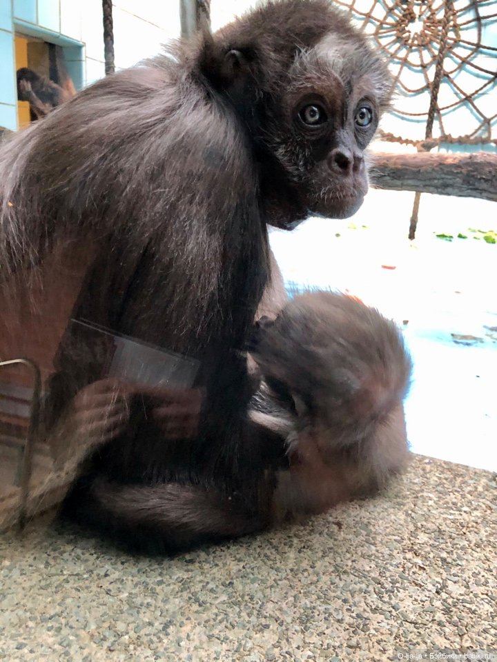 Новогоднее путешествие Санни в Германию (фото 4)