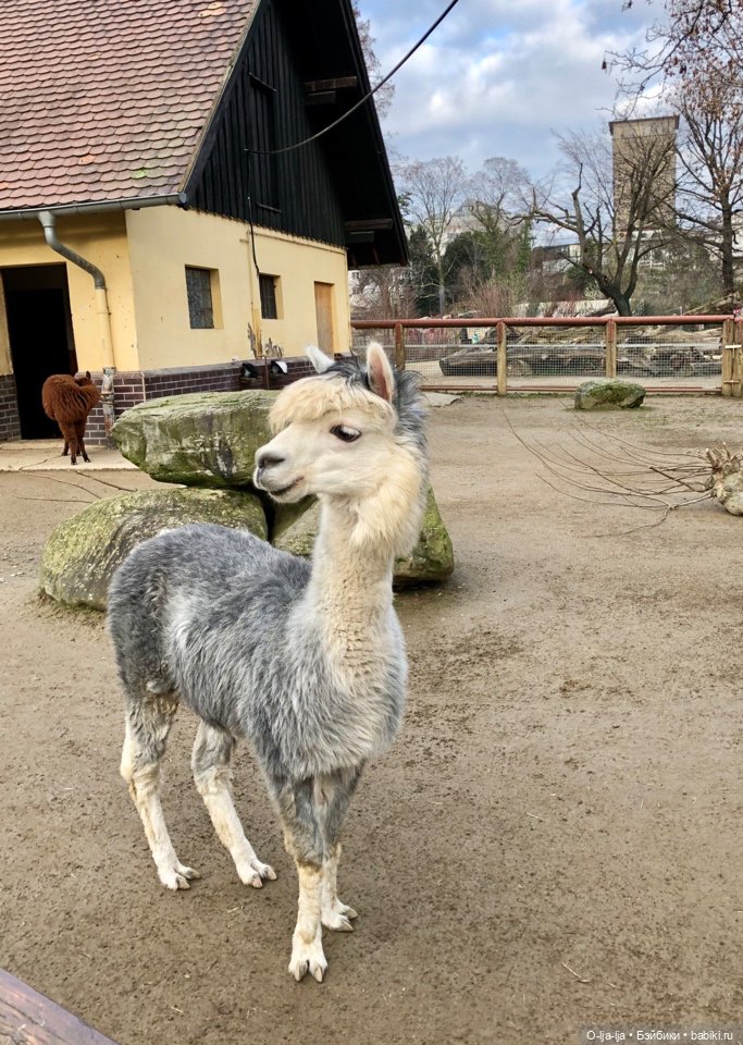 Новогоднее путешествие Санни в Германию