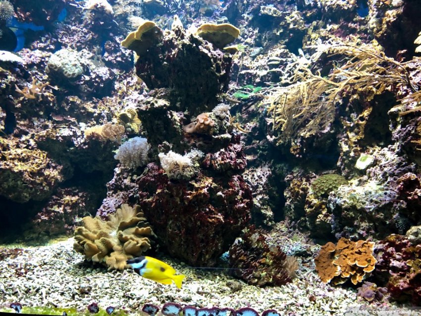 Новогоднее путешествие Санни в Германию