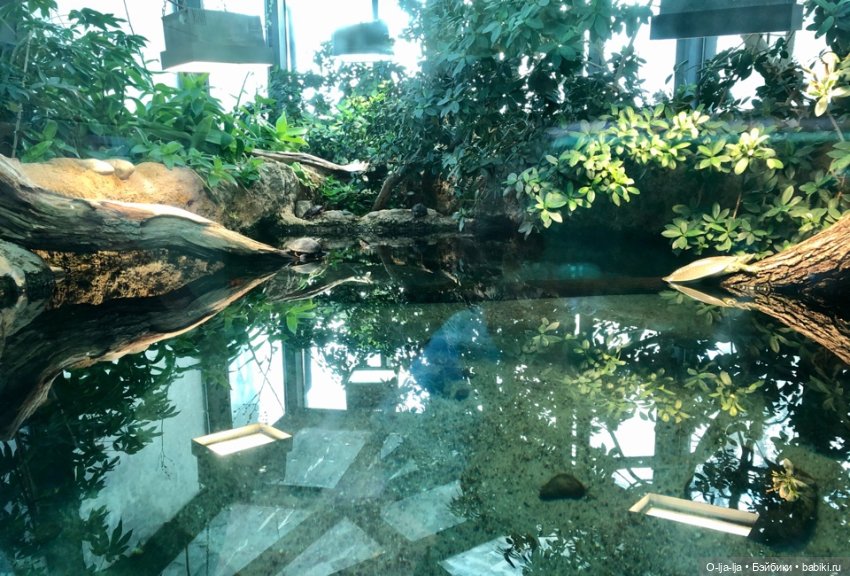 Новогоднее путешествие Санни в Германию