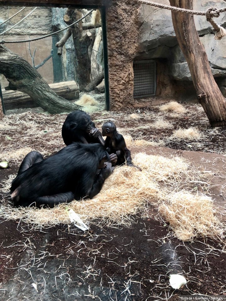 Новогоднее путешествие Санни в Германию (фото 7)