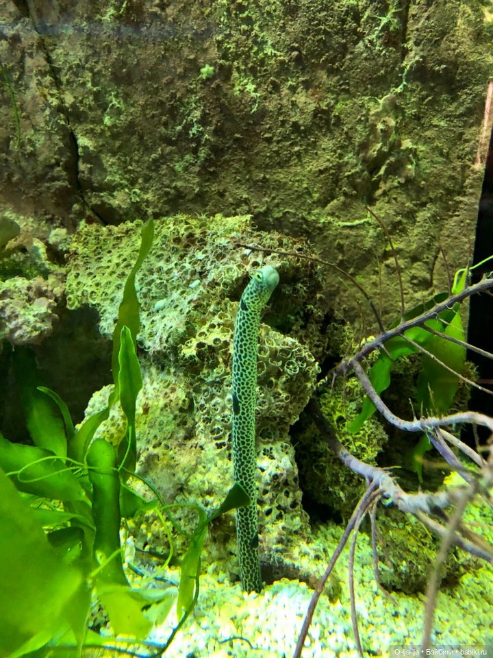 Новогоднее путешествие Санни в Германию