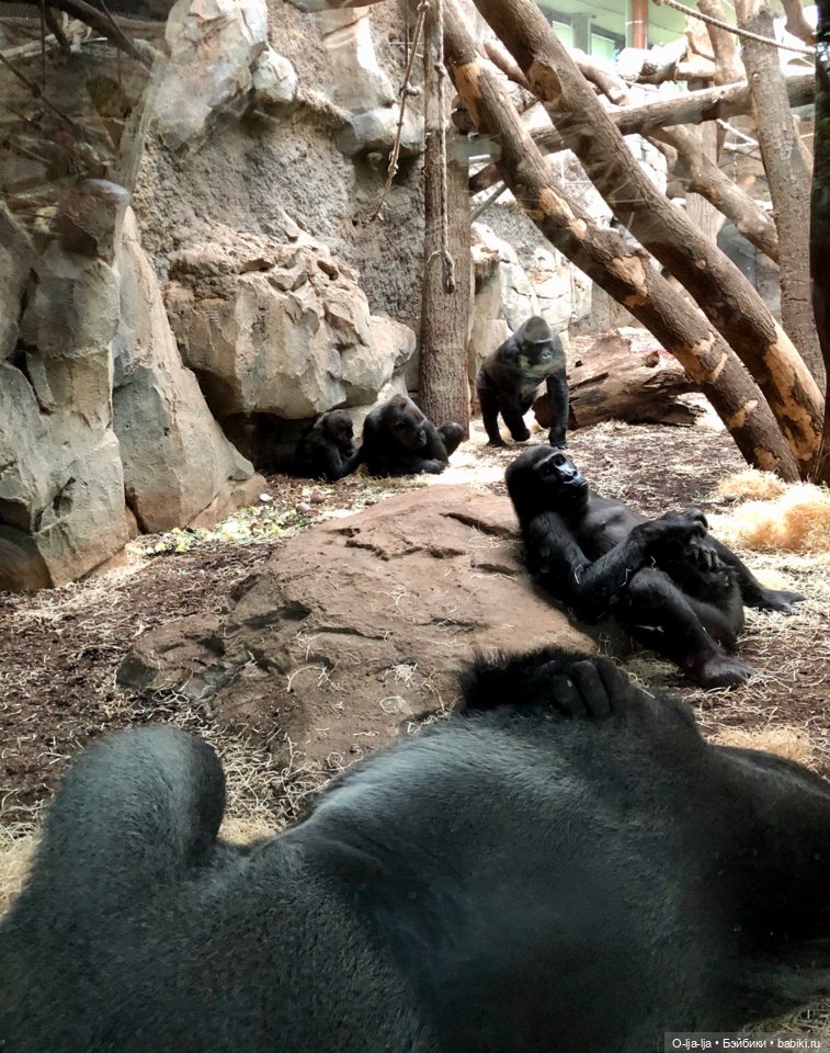 Новогоднее путешествие Санни в Германию