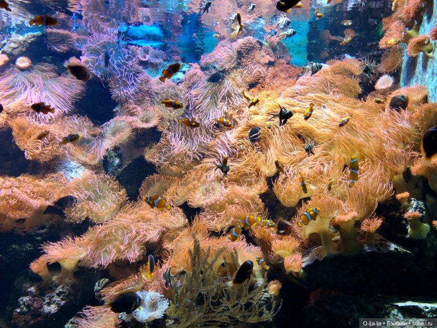 Новогоднее путешествие Санни в Германию