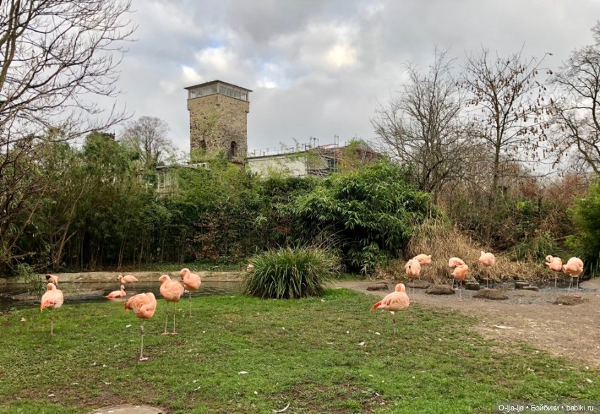 Новогоднее путешествие Санни в Германию