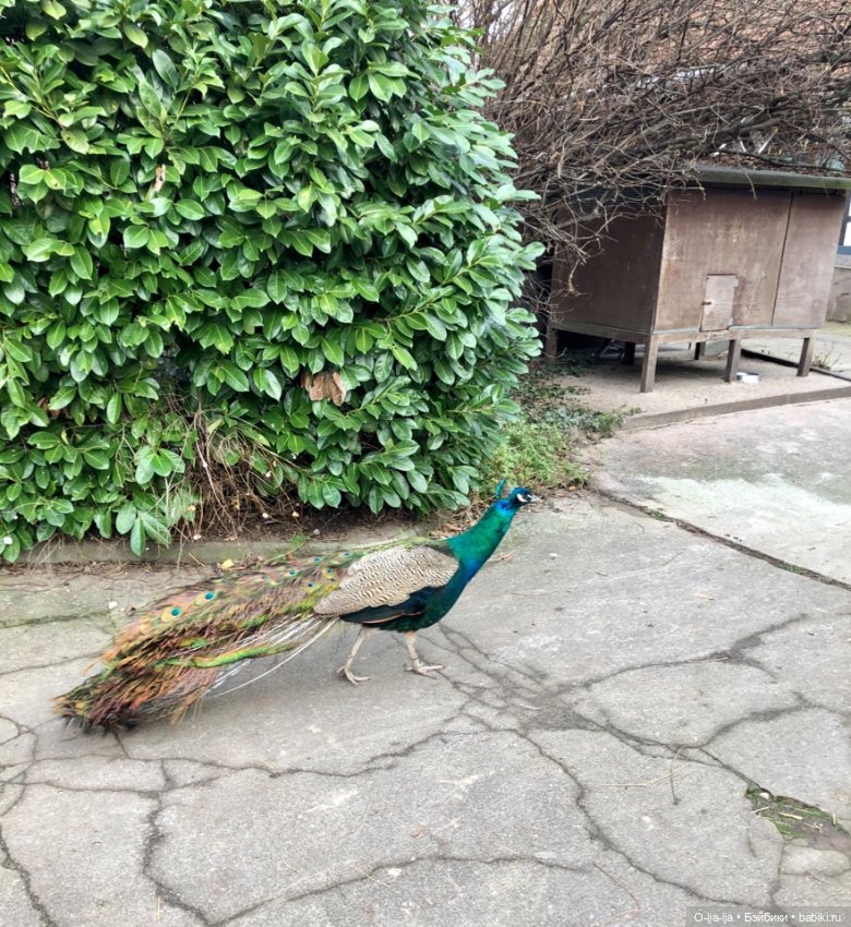 Новогоднее путешествие Санни в Германию (фото 9)