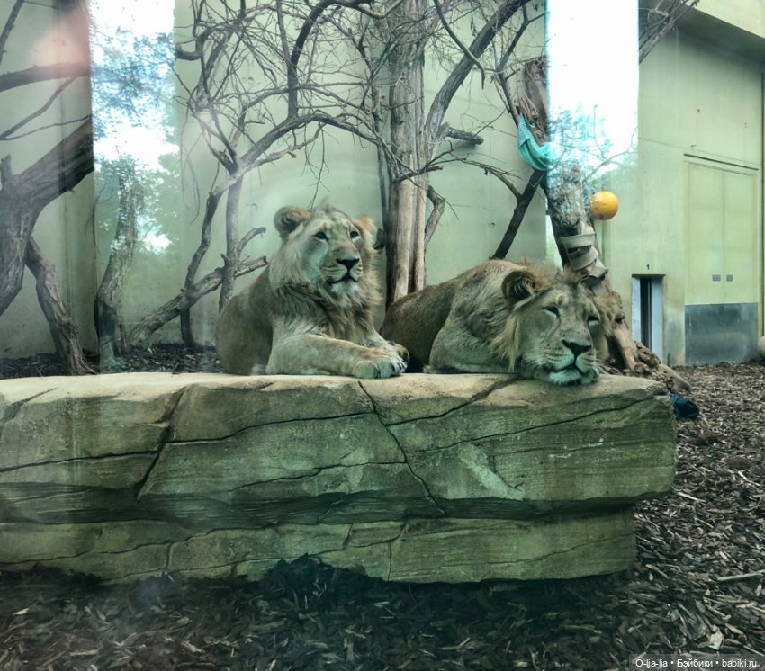 Новогоднее путешествие Санни в Германию