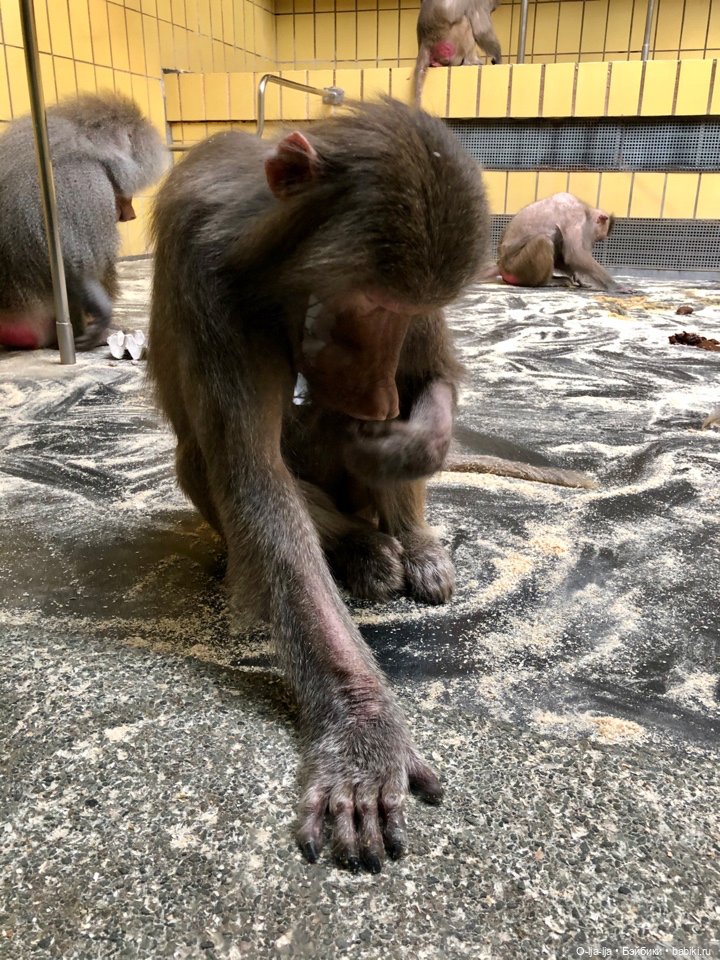 Новогоднее путешествие Санни в Германию (фото 5)