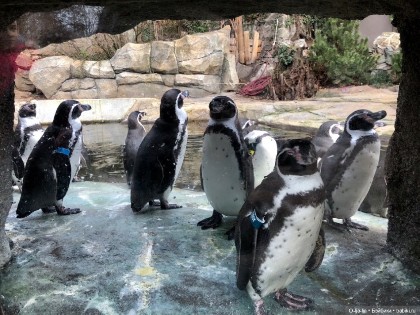 Новогоднее путешествие Санни в Германию (фото 3)