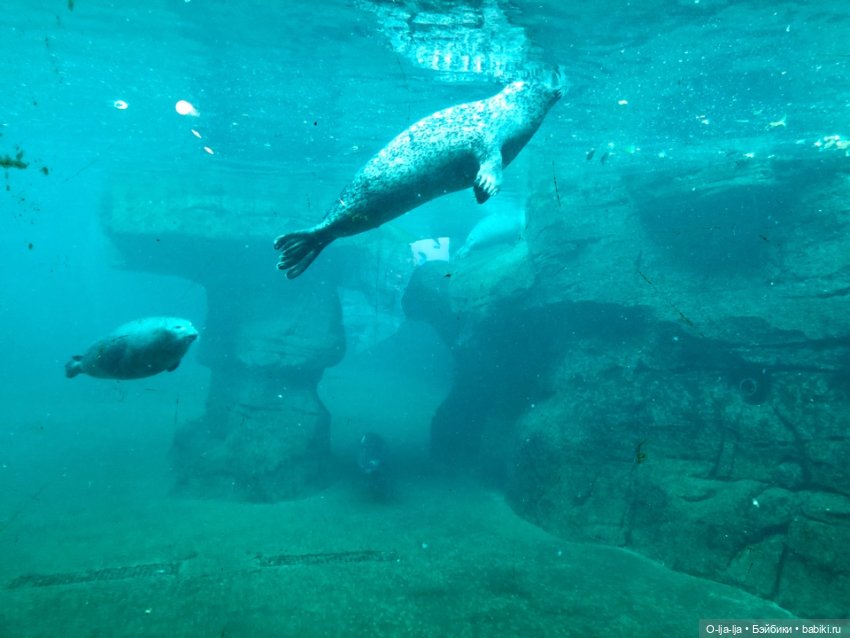 Новогоднее путешествие Санни в Германию