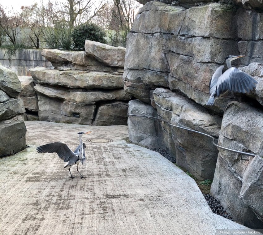 Новогоднее путешествие Санни в Германию (фото 2)