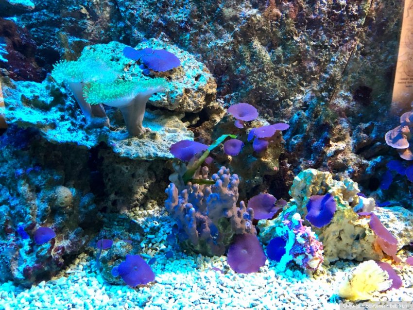 Новогоднее путешествие Санни в Германию