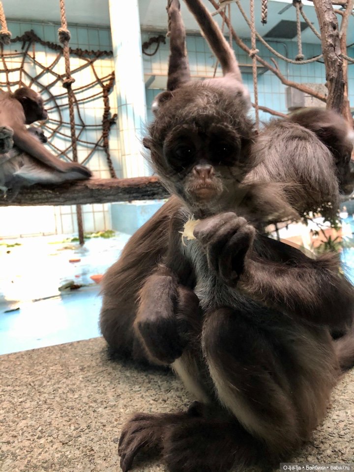 Новогоднее путешествие Санни в Германию