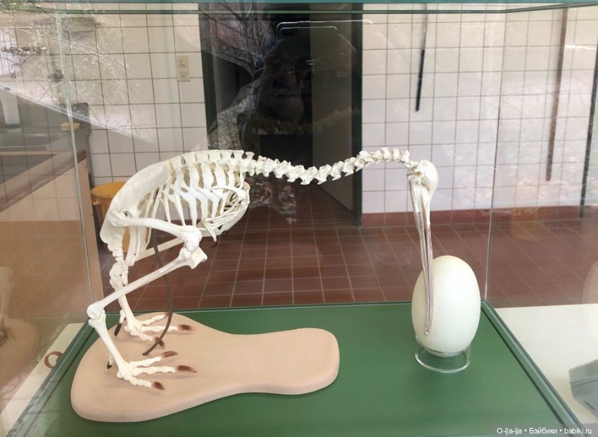 Новогоднее путешествие Санни в Германию (фото 6)