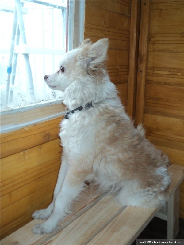 Кого же Ника встретила в саду? Или исполнение желания, еще одного. Куколка Миношечка