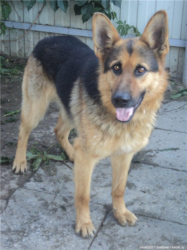 Кого же Ника встретила в саду? Или исполнение желания, еще одного. Куколка Миношечка