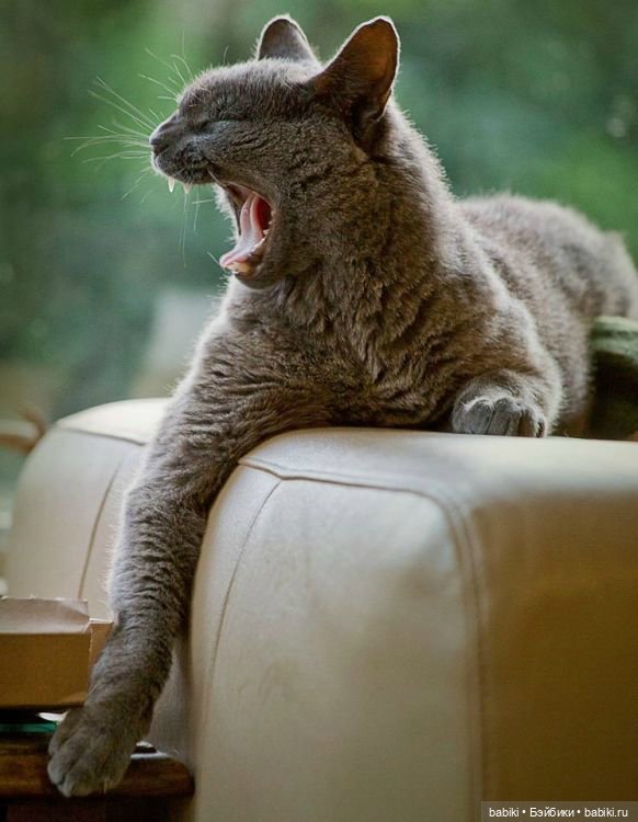 Чудо Топиари КОТ, Ричард Сондерс. 'The Topiary Cat', Richard Saunders (фото 4)