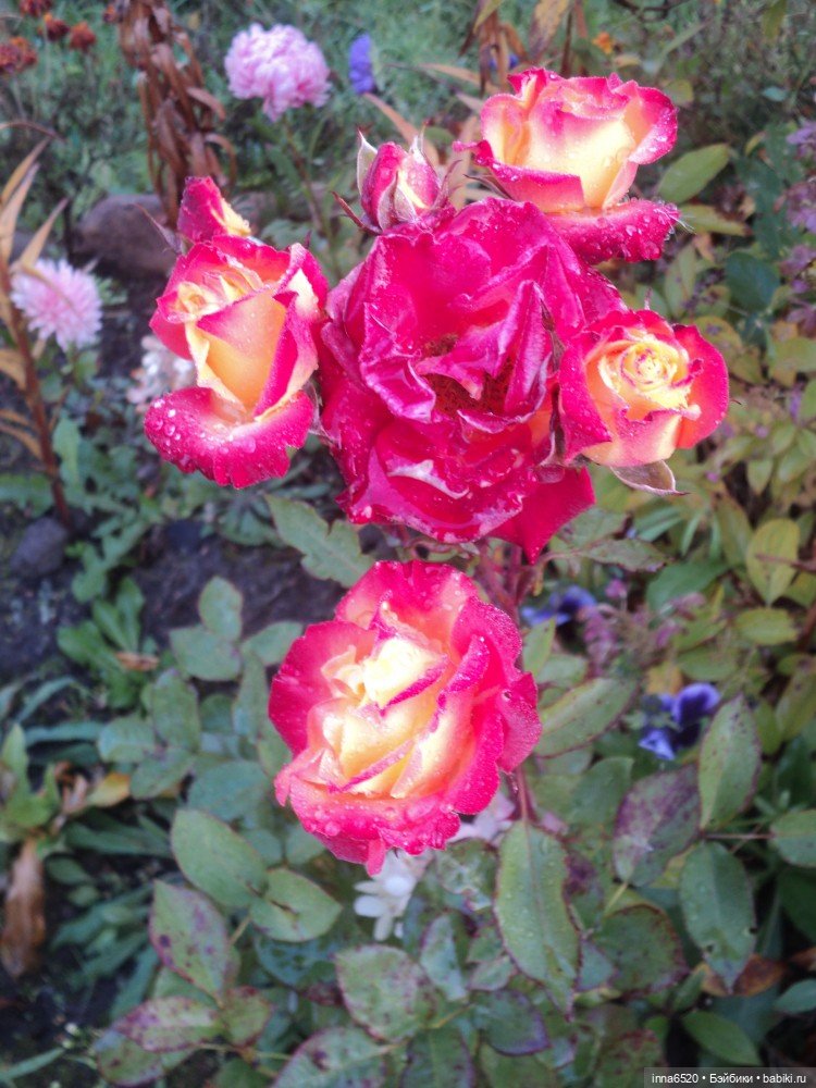 Девчонки любят наряжаться. Теперь настала очередь моих Каешенок:) Часть вторая