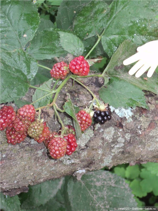 Приключения Таурэлии( Талиссы)