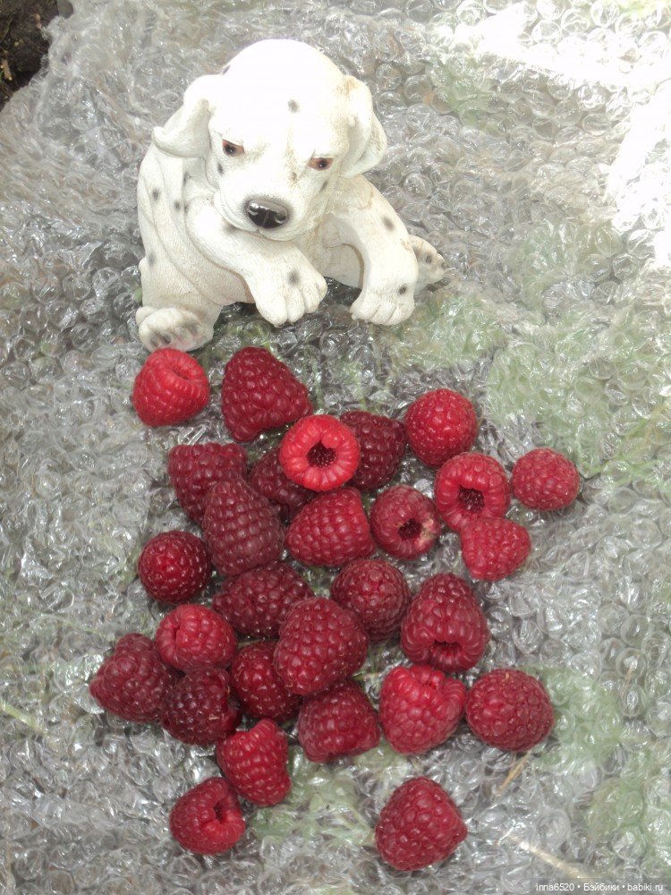 Приключения Таурэлии( Талиссы)