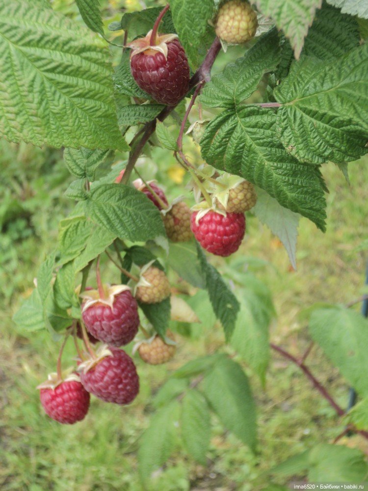 Приключения Таурэлии( Талиссы)