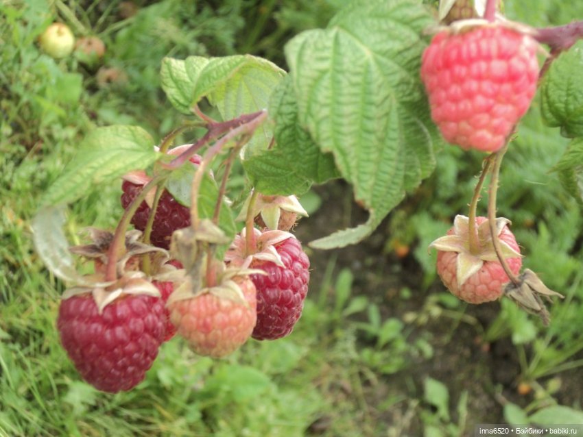 Приключения Таурэлии( Талиссы)