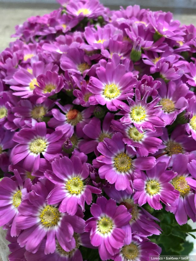 С 8 Марта — Винтажные куклы ГДР (Немки): Бигги (фото 7)