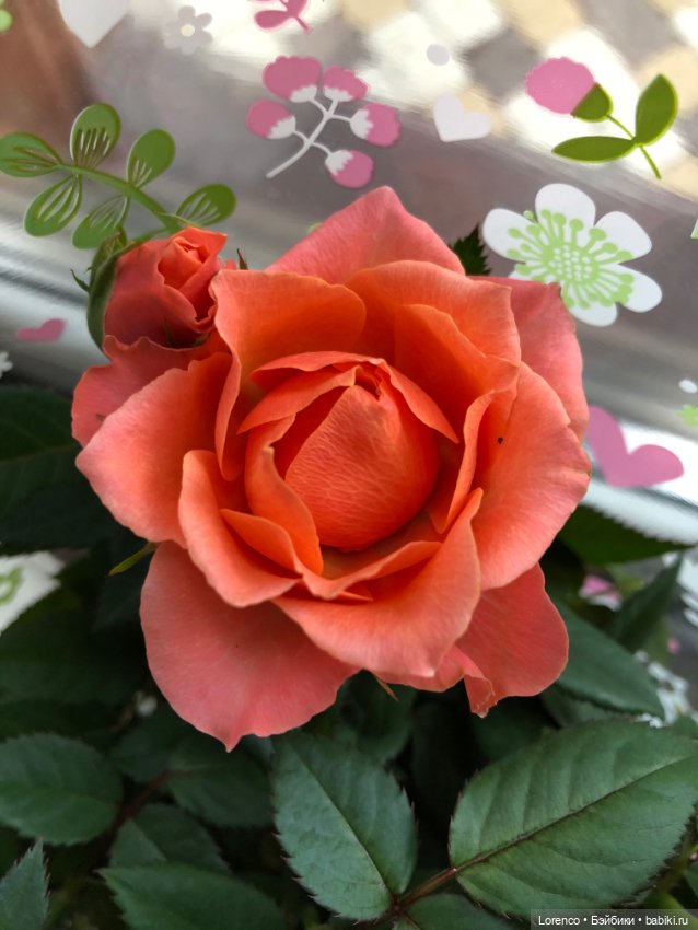 С 8 Марта — Винтажные куклы ГДР (Немки): Бигги (фото 3)