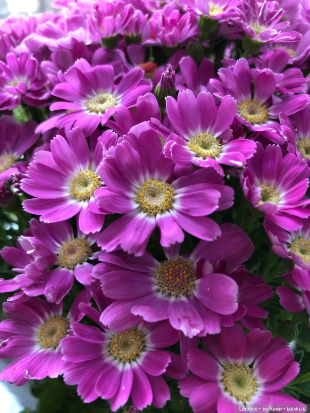 С 8 Марта — Винтажные куклы ГДР (Немки): Бигги