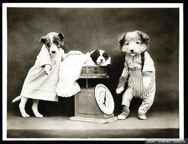 Черно-белый топик! Фотографии Harry Whittier Frees котов и собачек 1914 года (фото 2)