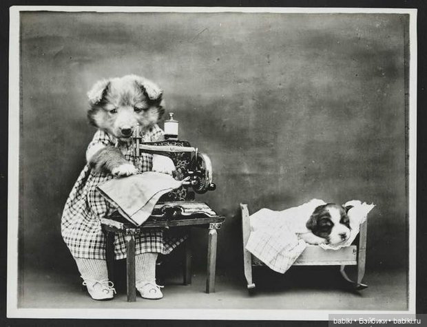 Черно-белый топик! Фотографии Harry Whittier Frees котов и собачек 1914 года (фото 5)