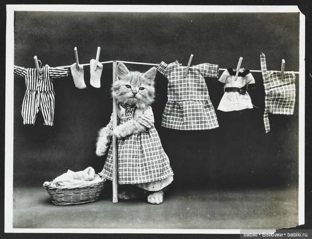 Черно-белый топик! Фотографии Harry Whittier Frees котов и собачек 1914 года (фото 4)