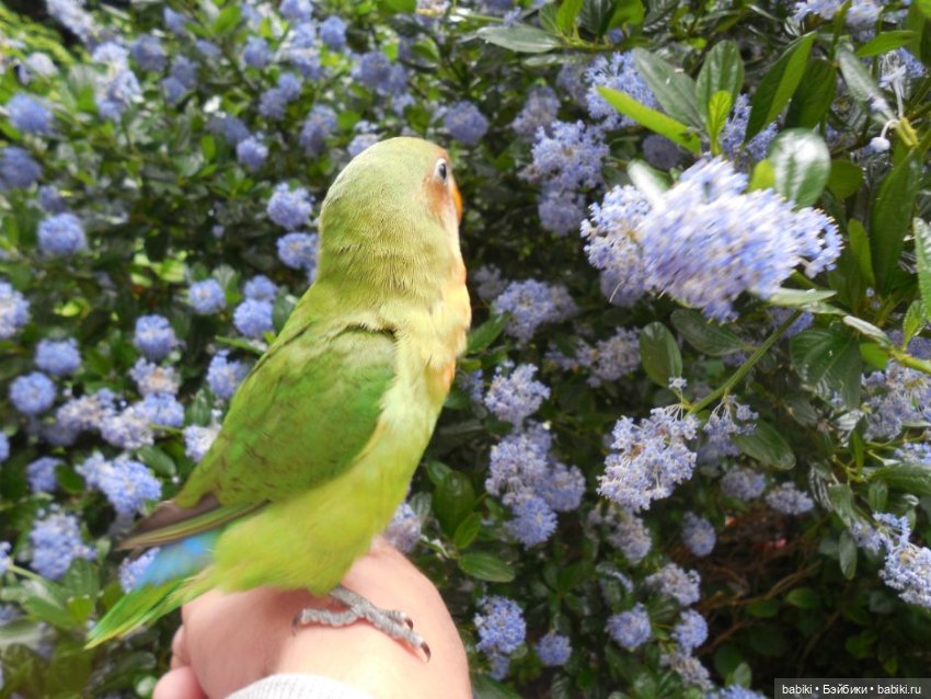 Джулия и попугай. Коллекционная кукла от Fayzah Spanos