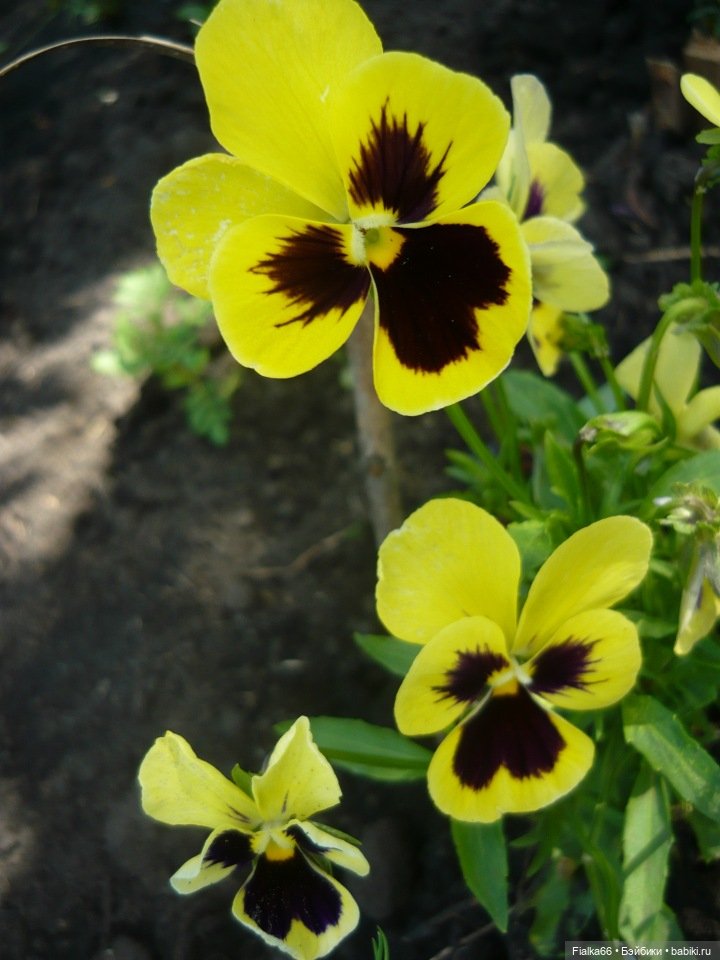 Аленка от Effanbeе, США — Куклы Effanbee (Эффанби): Patsy (Патси)