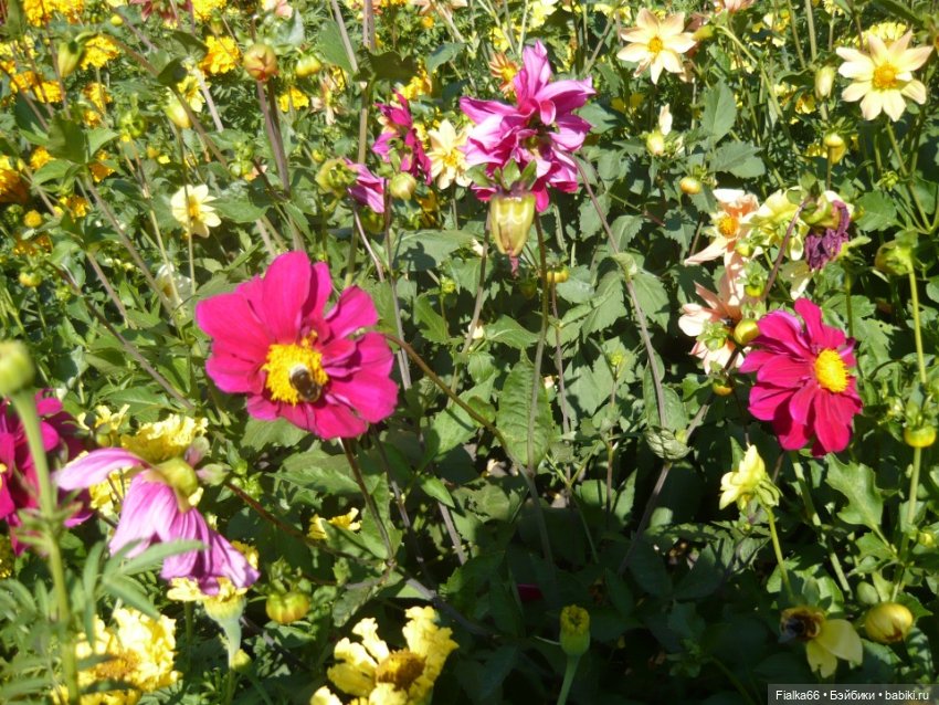 Аленка от Effanbeе, США — Куклы Effanbee (Эффанби): Patsy (Патси)