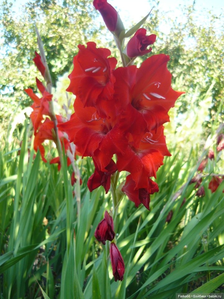 Аленка от Effanbeе, США — Куклы Effanbee (Эффанби): Patsy (Патси)