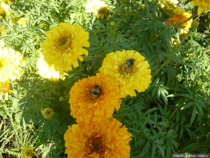 Аленка от Effanbeе, США — Куклы Effanbee (Эффанби): Patsy (Патси)