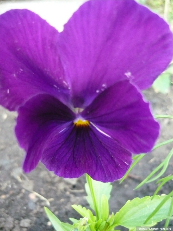 Аленка от Effanbeе, США — Куклы Effanbee (Эффанби): Patsy (Патси)