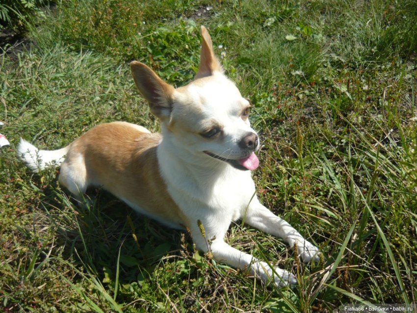 Аленка от Effanbeе, США — Куклы Effanbee (Эффанби): Patsy (Патси)