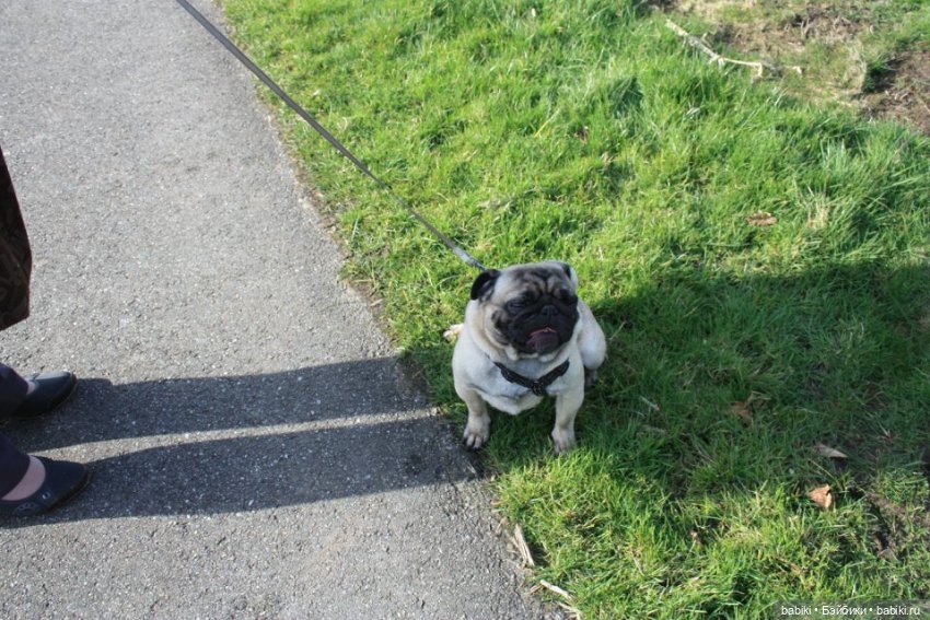 Прогулка к озеру с мопсами и вихтелями. Продолжение (фото 2)