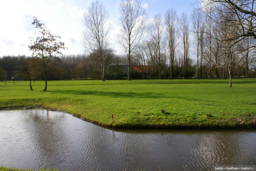 Весенняя прогулка в лесопарке с мопсами и вихтелями (фото 5)