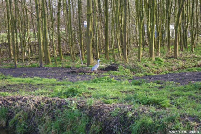 Весенняя прогулка в лесопарке с мопсами и вихтелями (фото 4)