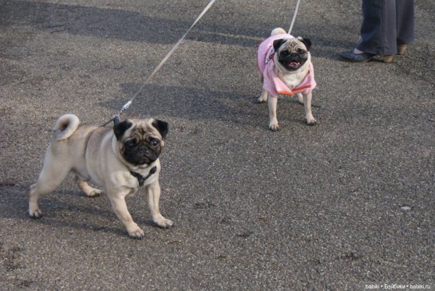 Весенняя прогулка в лесопарке с мопсами и вихтелями (фото 3)